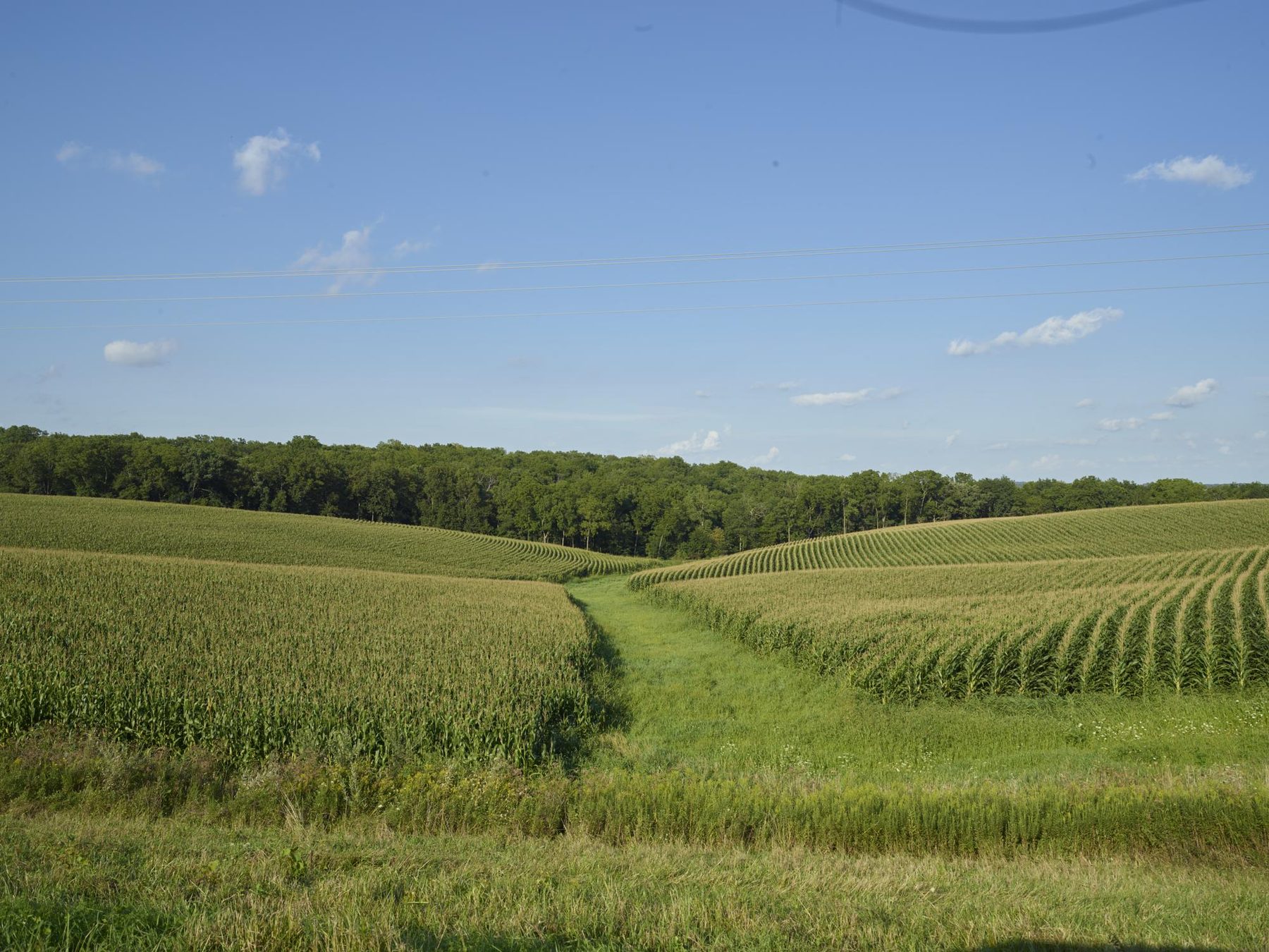 A mown path through a rolling cornfield in Jackson County, Iowa