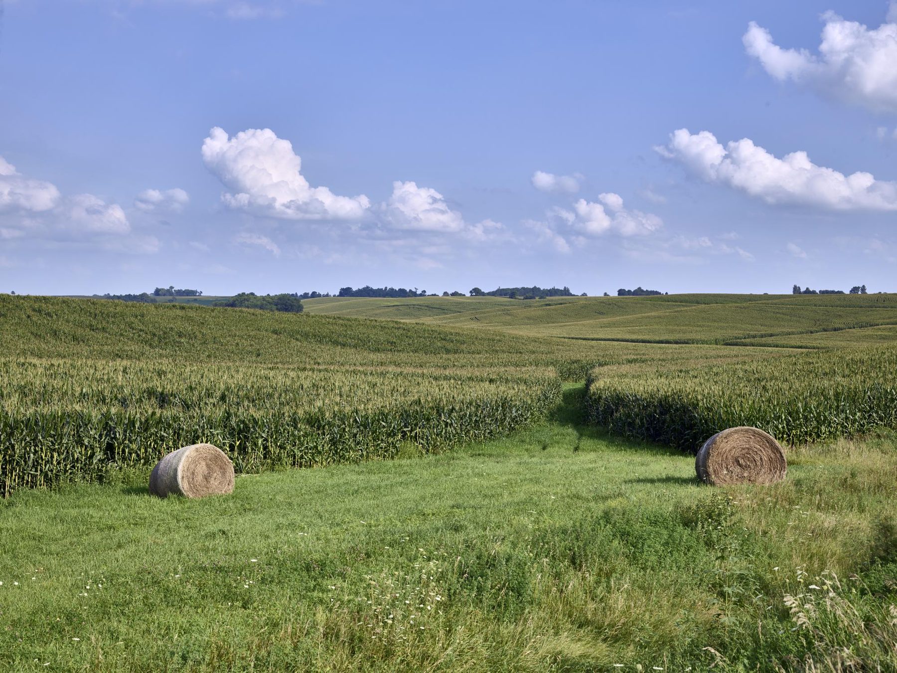Hay rolls beside a cornfield in Johnson County, Iowa