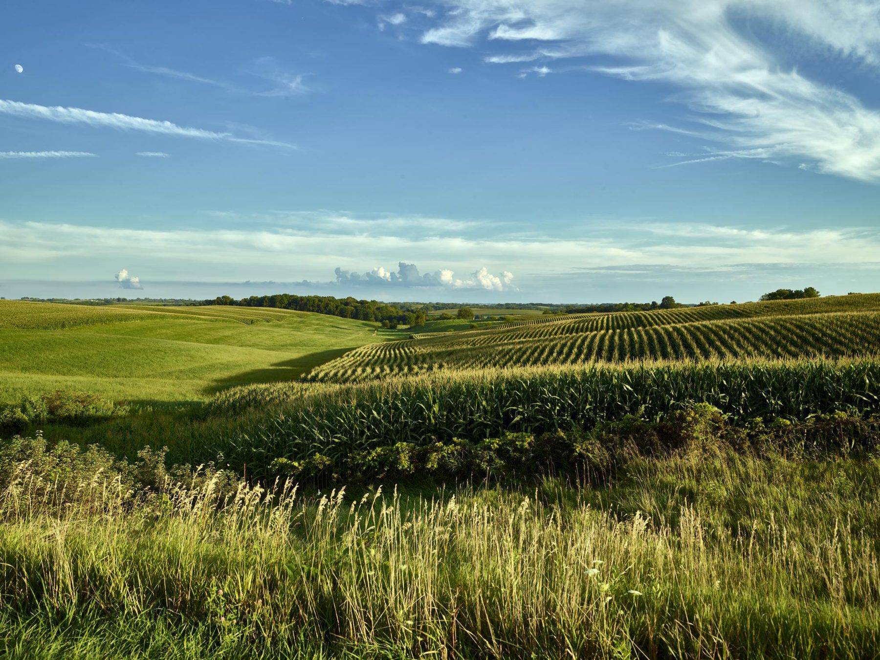 Rolling cornfields under a wide blue sky in Jackson County, Iowa