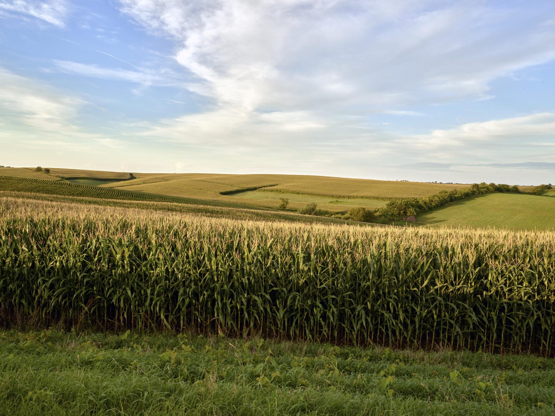 Sculpted cornfields on the rolling hills of Jones County, Iowa
