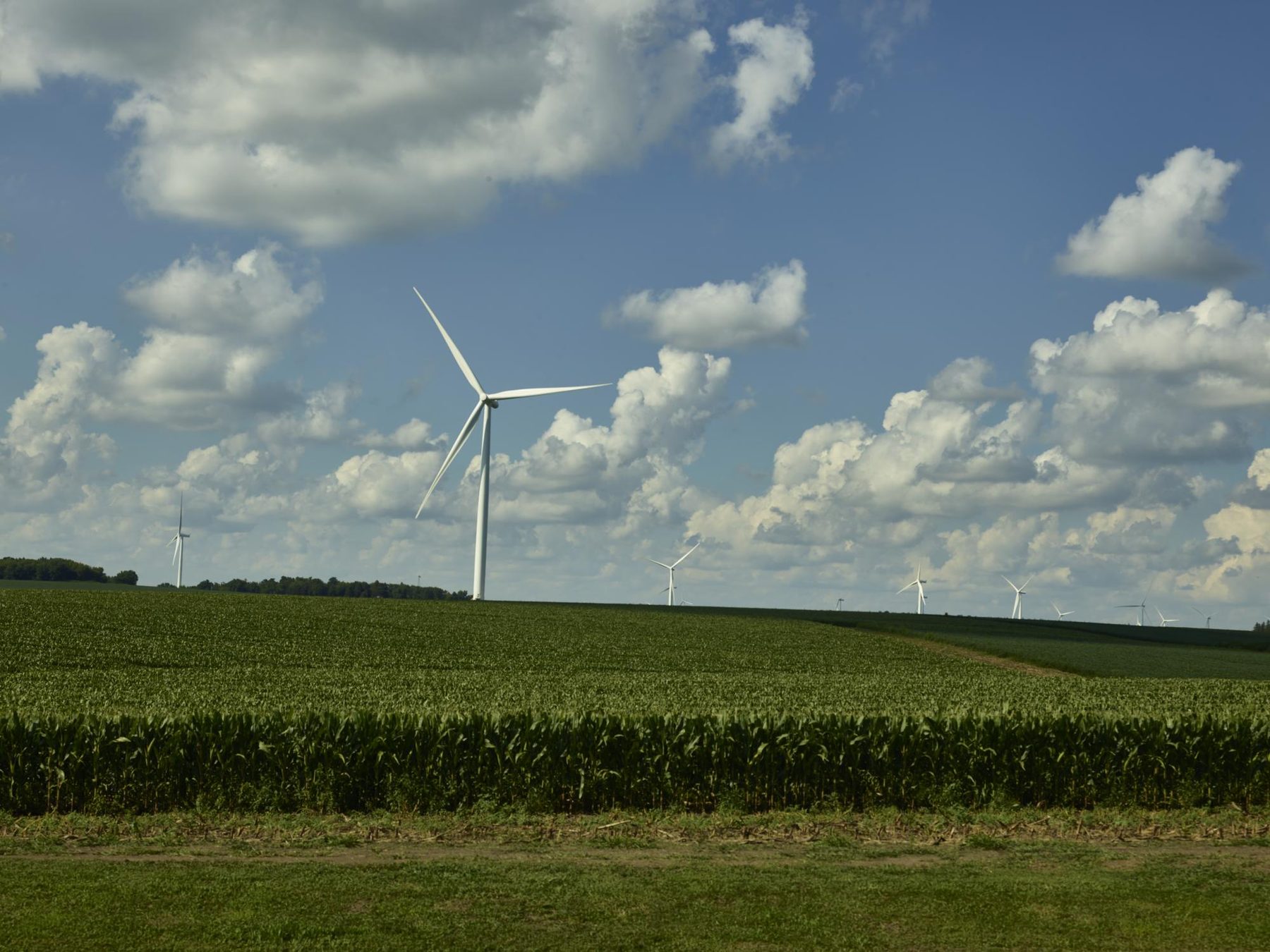 Wind turbines rising above cornfields near Cedar Falls, Iowa